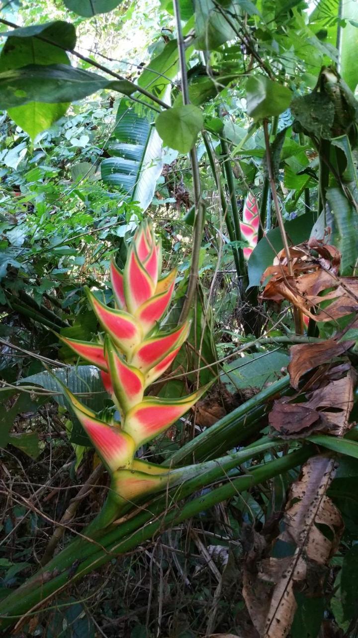 Panama Eco Resort Tierra Oscura Dış mekan fotoğraf